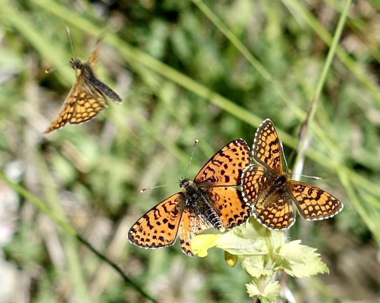 spotted fritillary